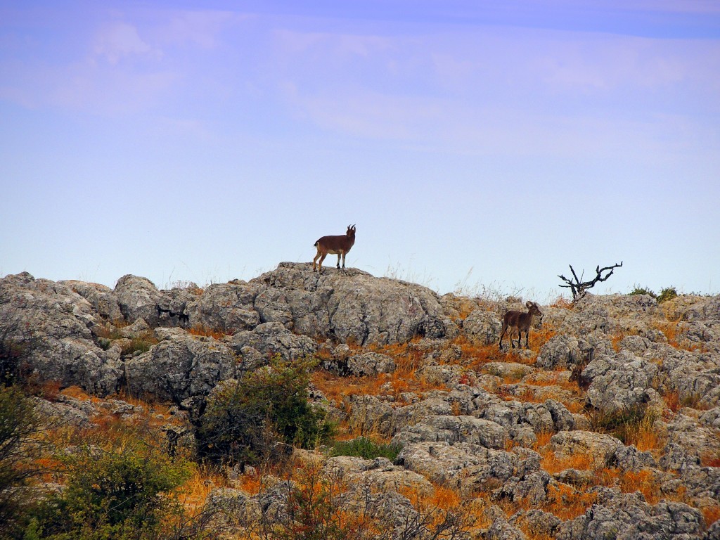 Foto de Antequera (Málaga), España