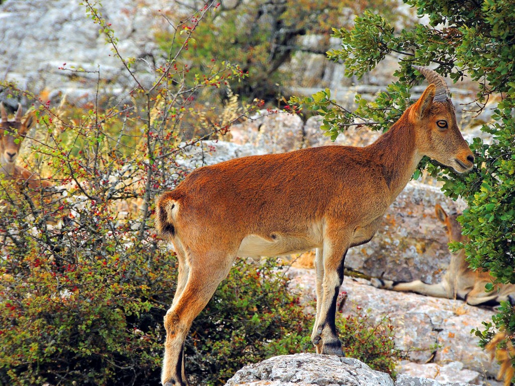 Foto de Antequera (Málaga), España