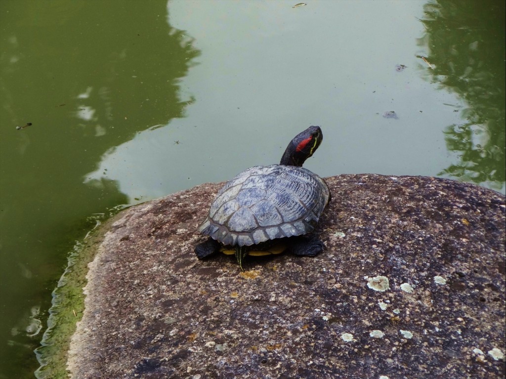 Foto: Jardin Japonais - Toulouse (Midi-Pyrénées), Francia