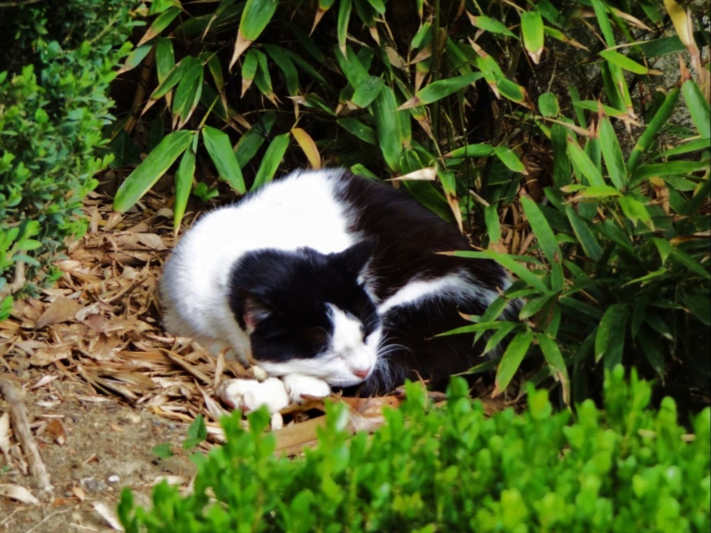 Foto: Jardin Japonais - Toulouse (Midi-Pyrénées), Francia