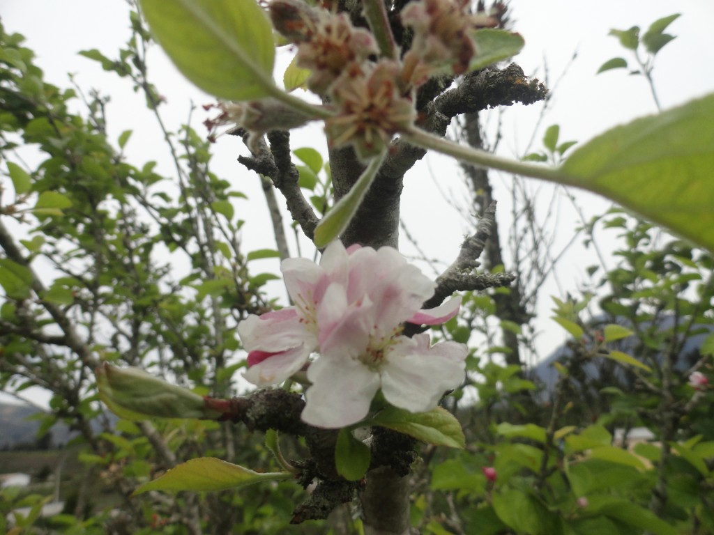 Foto: Flor de manzana - Bayushig (Chimborazo), Ecuador