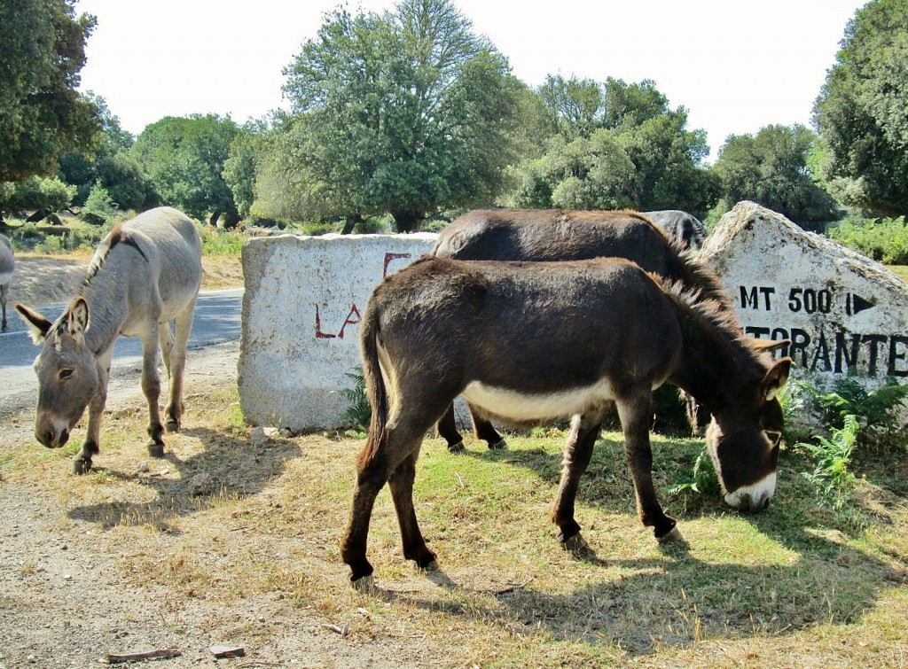 Foto: Animalitos - Oliena (Sardinia), Italia