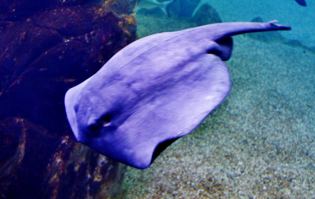 Foto: Acuario de Cala Gonone - Dorgali (Sardinia), Italia