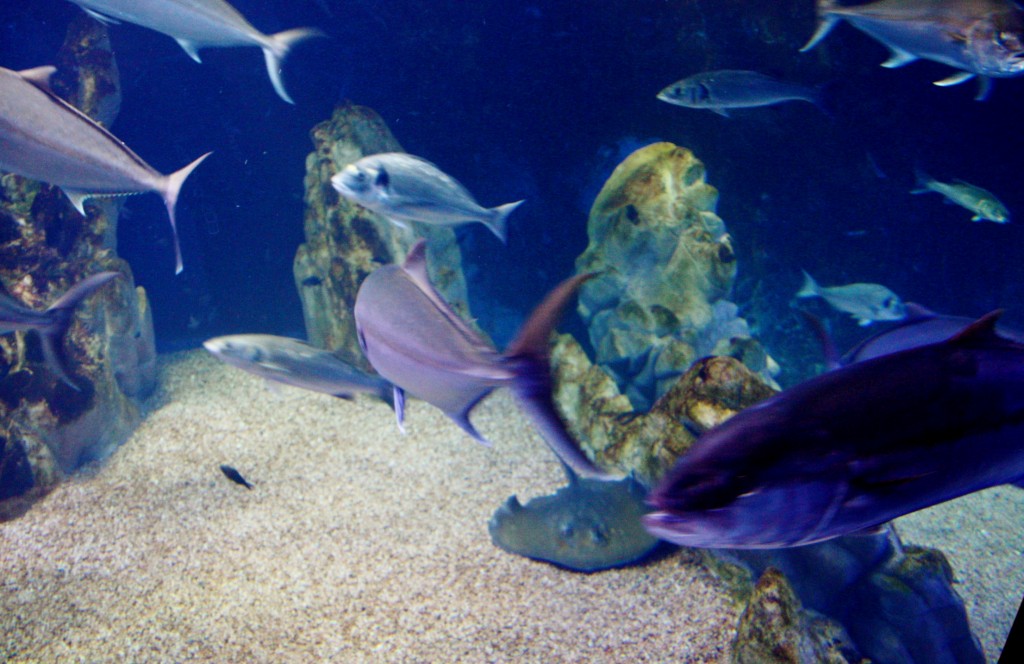 Foto: Acuario de Cala Gonone - Dorgali (Sardinia), Italia
