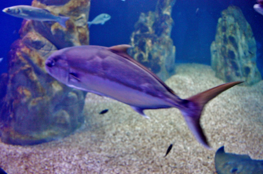 Foto: Acuario de Cala Gonone - Dorgali (Sardinia), Italia