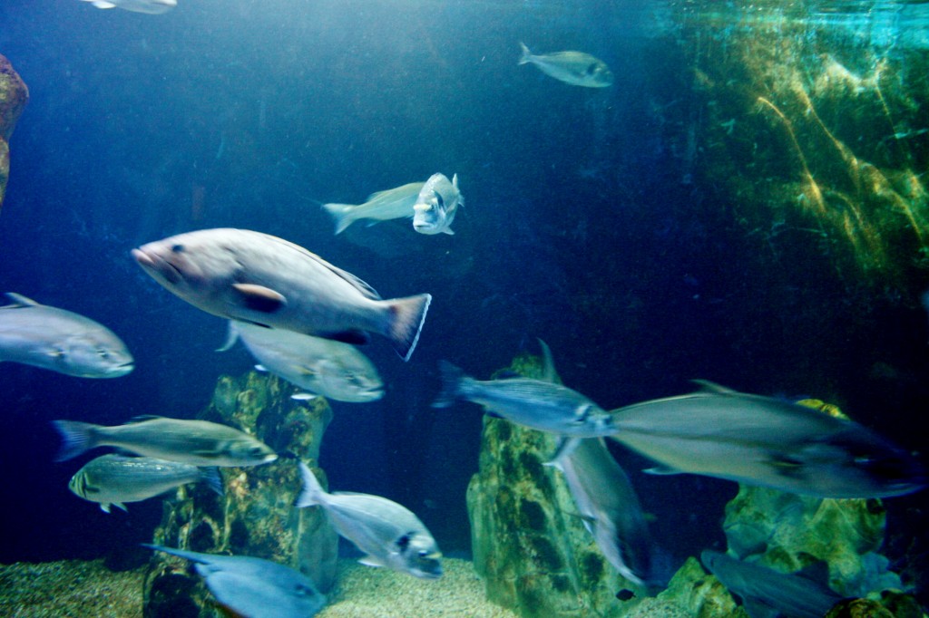Foto: Acuario de Cala Gonone - Dorgali (Sardinia), Italia