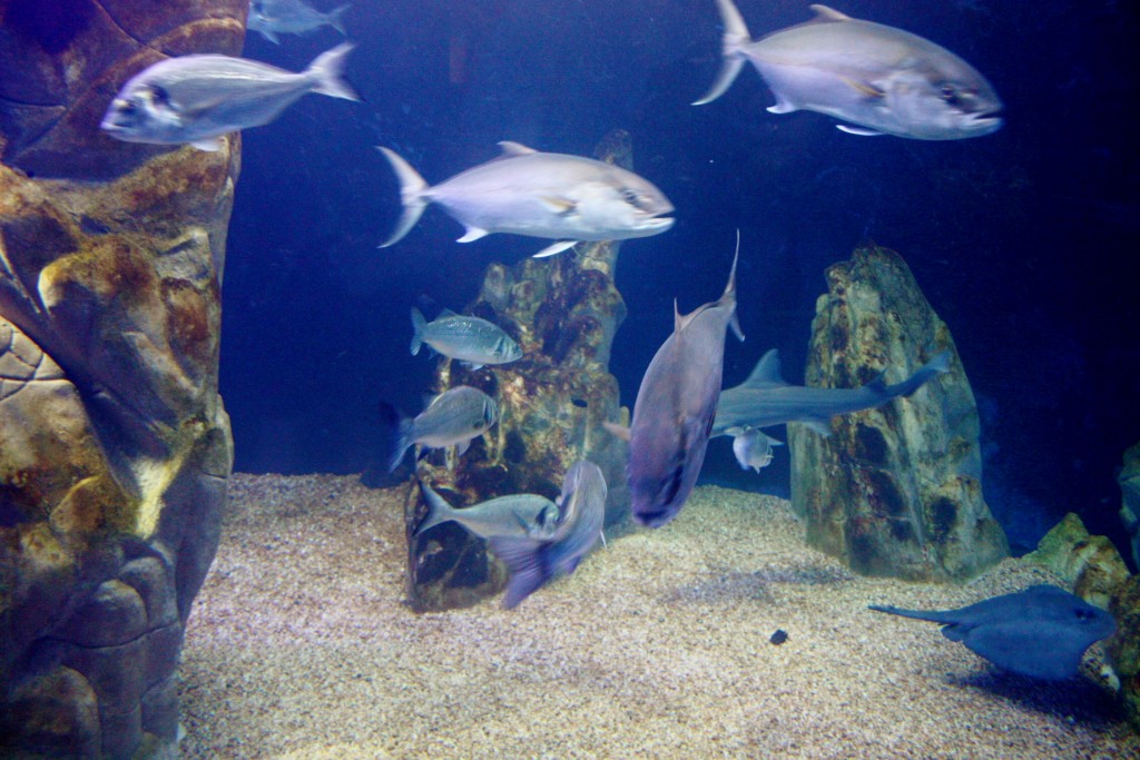 Foto: Acuario de Cala Gonone - Dorgali (Sardinia), Italia