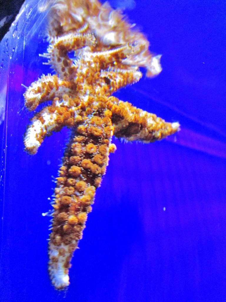Foto: Acuario de Cala Gonone - Dorgali (Sardinia), Italia