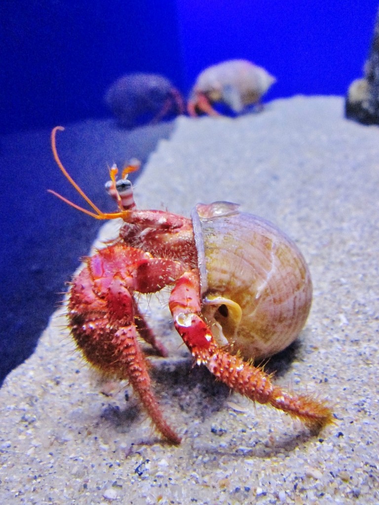 Foto: Acuario de Cala Gonone - Dorgali (Sardinia), Italia