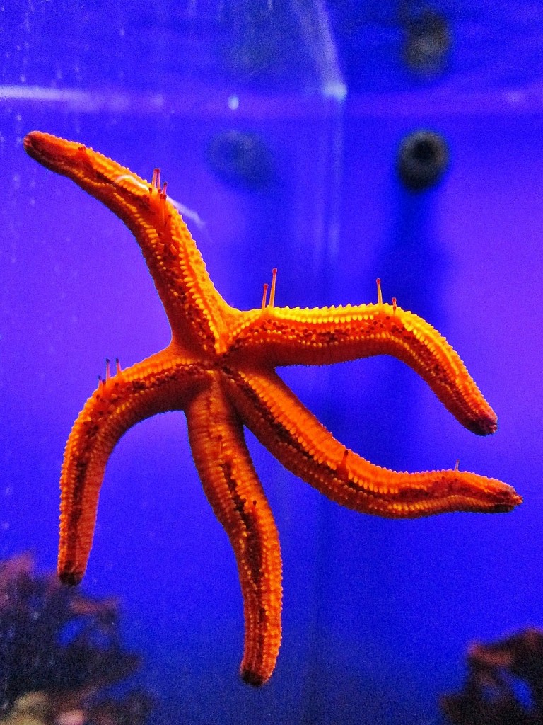 Foto: Acuario de Cala Gonone - Dorgali (Sardinia), Italia