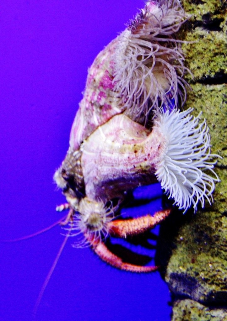 Foto: Acuario de Cala Gonone - Dorgali (Sardinia), Italia