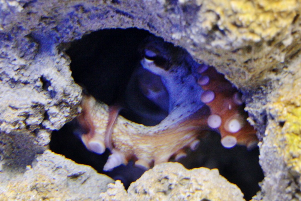 Foto: Acuario de Cala Gonone - Dorgali (Sardinia), Italia