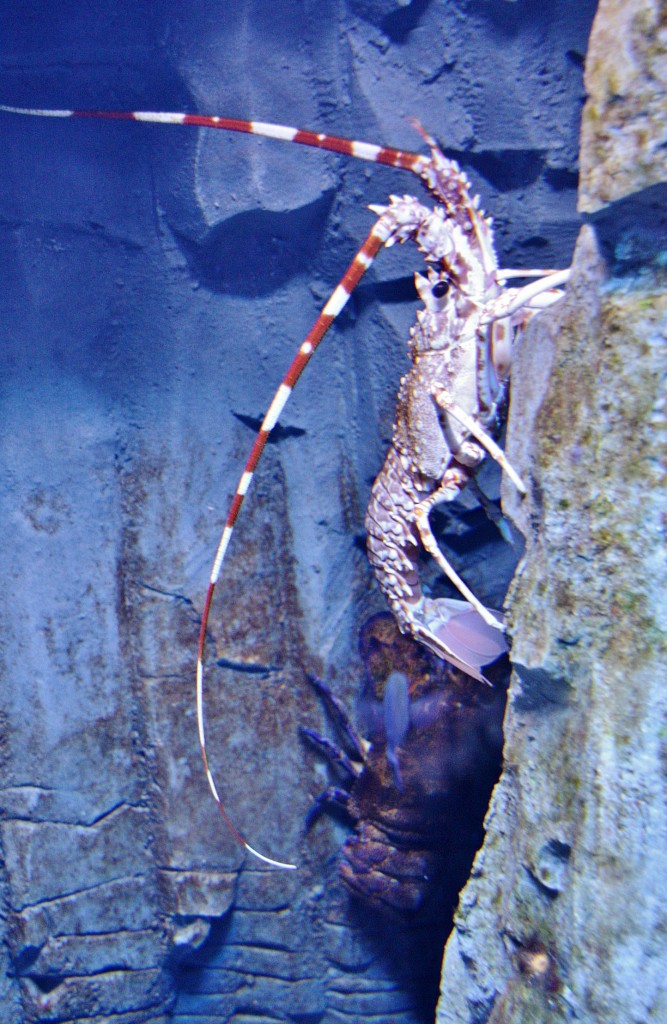 Foto: Acuario de Cala Gonone - Dorgali (Sardinia), Italia