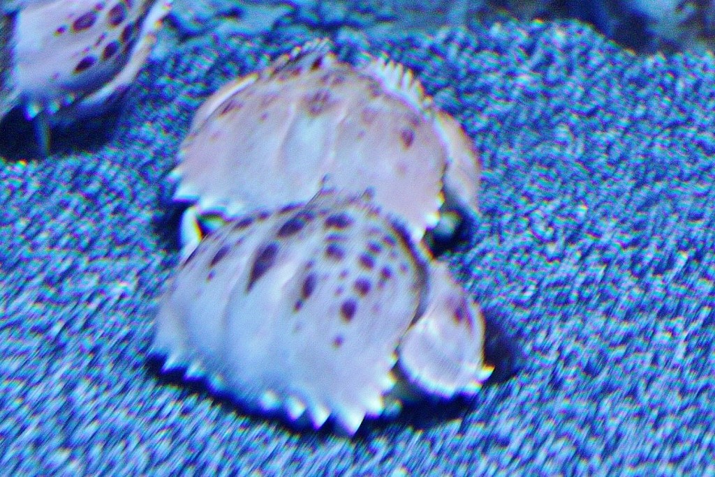 Foto: Acuario de Cala Gonone - Dorgali (Sardinia), Italia