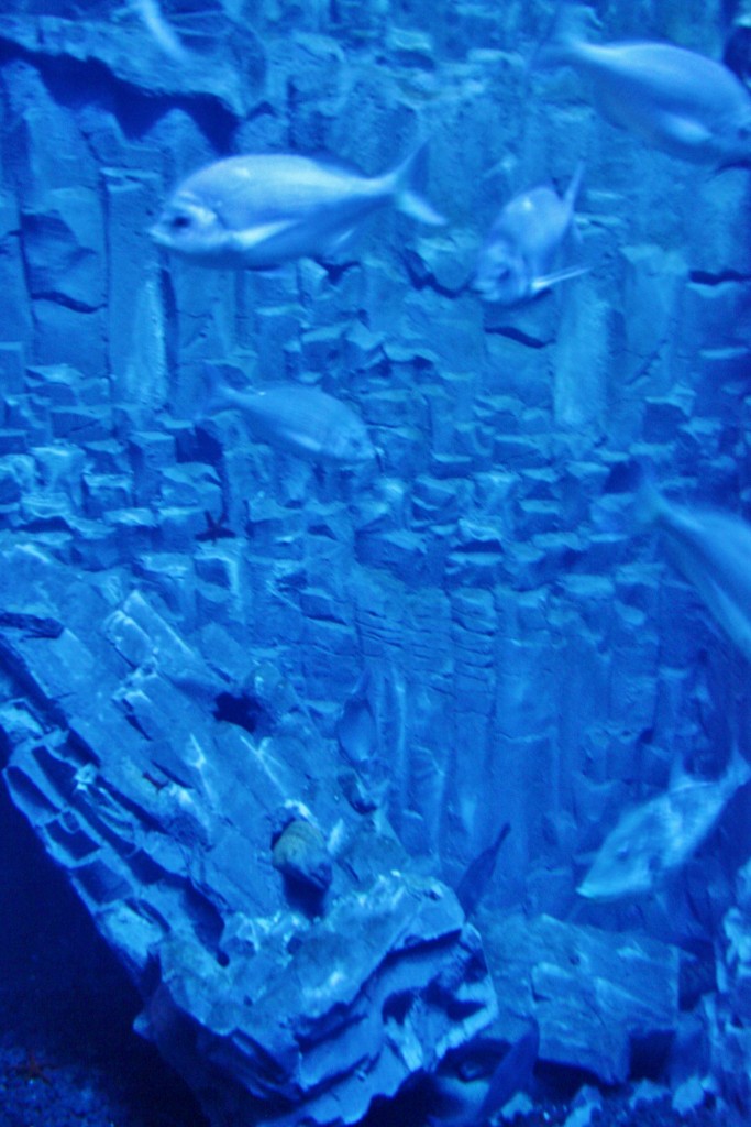 Foto: Acuario de Cala Gonone - Dorgali (Sardinia), Italia