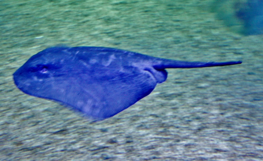Foto: Acuario de Cala Gonone - Dorgali (Sardinia), Italia