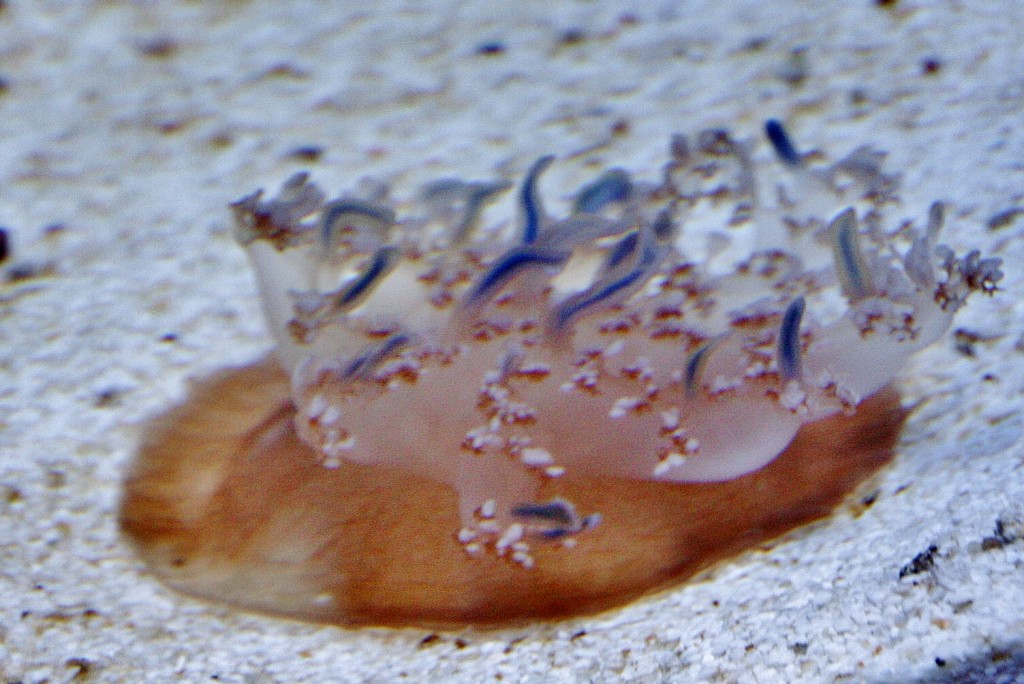 Foto: Acuario de Cala Gonone - Dorgali (Sardinia), Italia