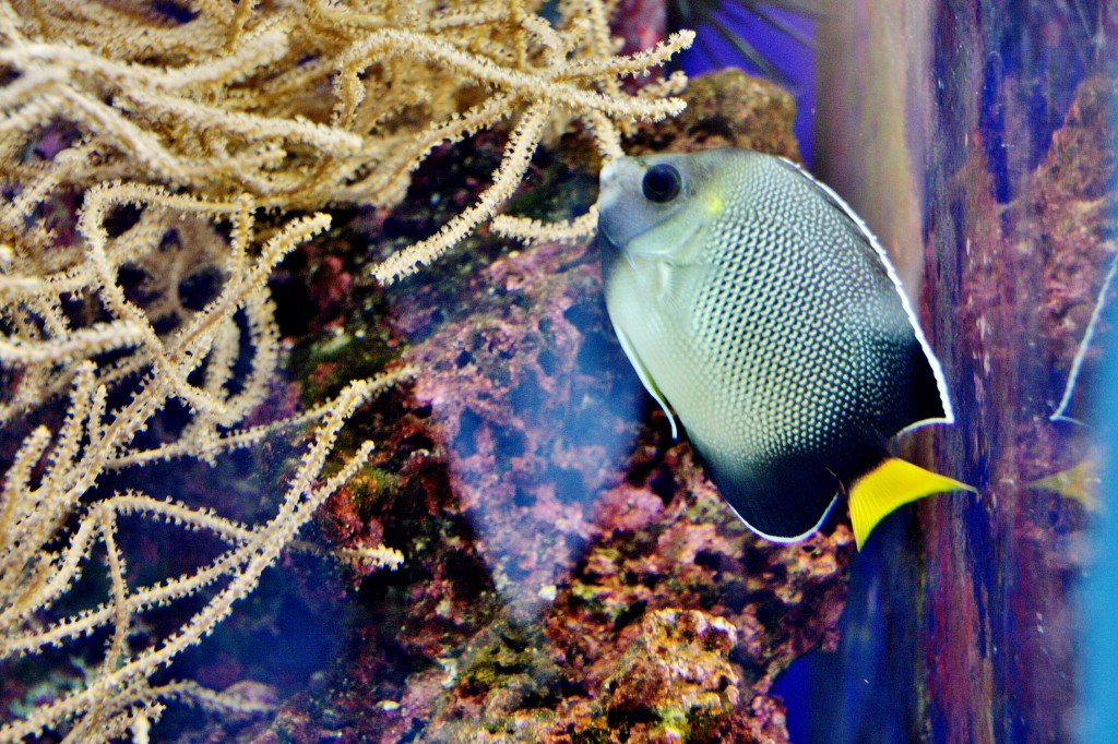 Foto: Acuario de Cala Gonone - Dorgali (Sardinia), Italia