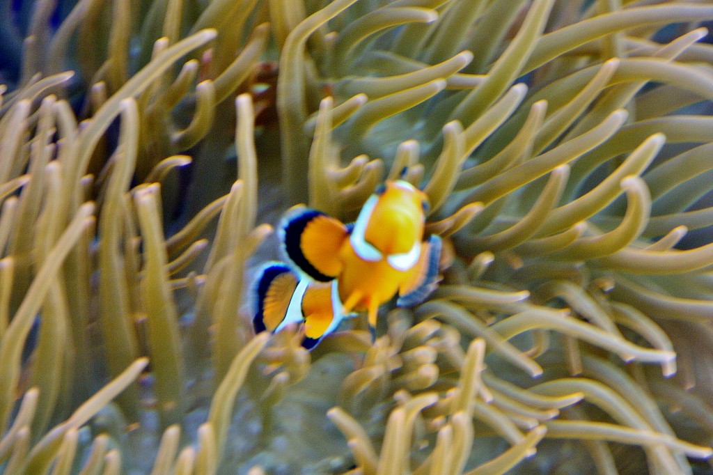 Foto: Acuario de Cala Gonone - Dorgali (Sardinia), Italia
