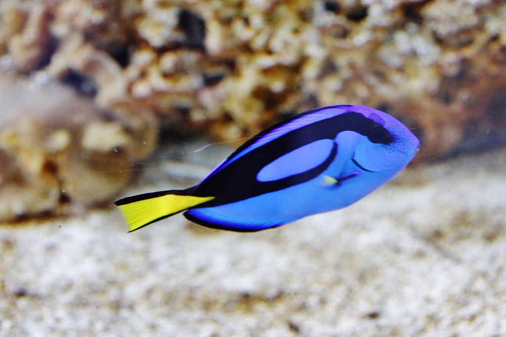 Foto: Acuario de Cala Gonone - Dorgali (Sardinia), Italia