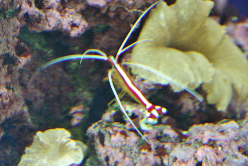 Foto: Acuario de Cala Gonone - Dorgali (Sardinia), Italia