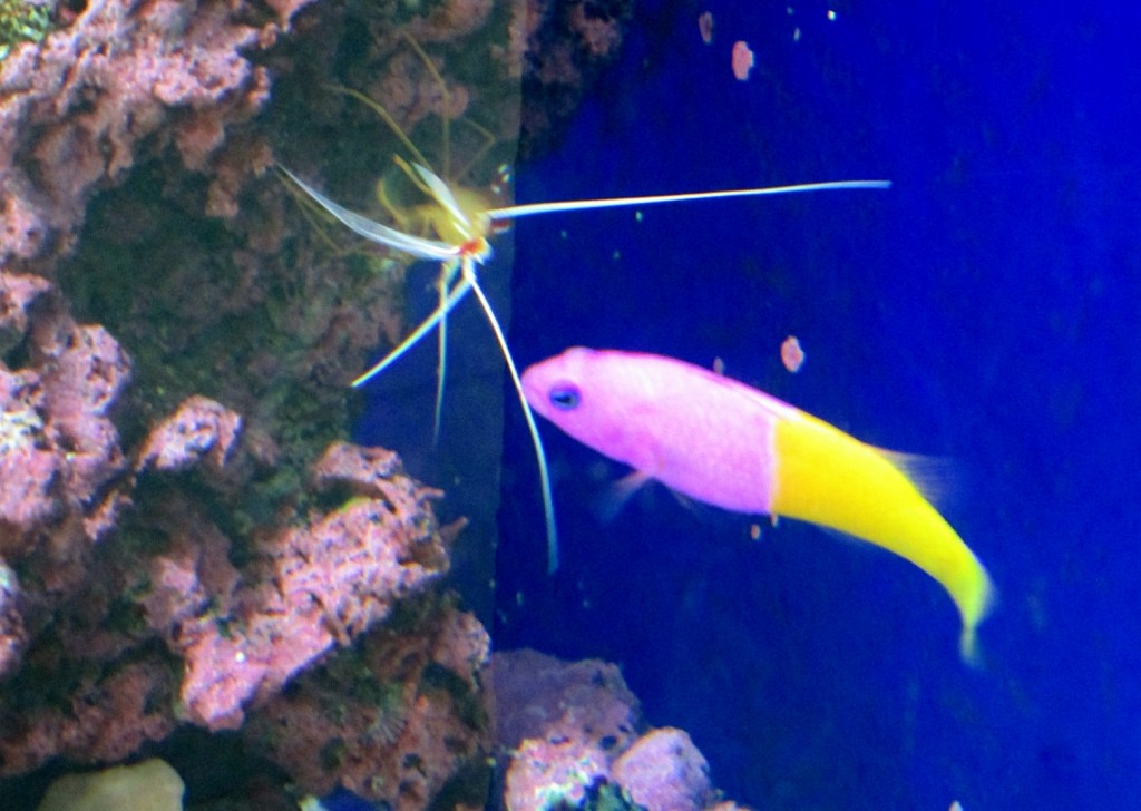 Foto: Acuario de Cala Gonone - Dorgali (Sardinia), Italia