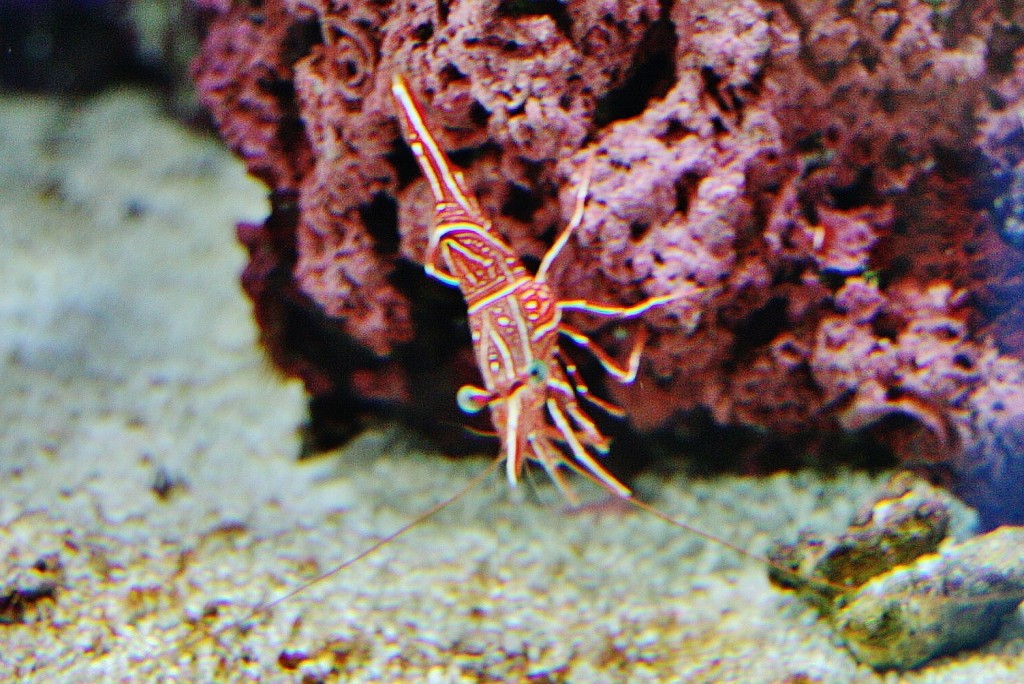 Foto: Acuario de Cala Gonone - Dorgali (Sardinia), Italia