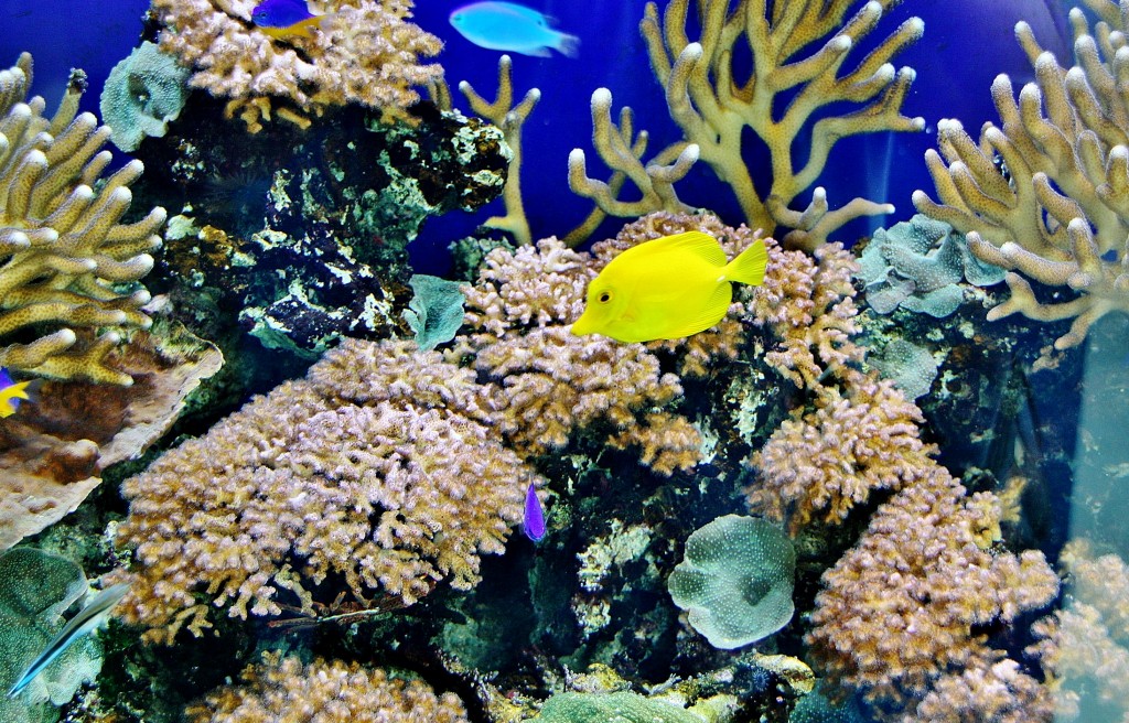 Foto: Acuario de Cala Gonone - Dorgali (Sardinia), Italia