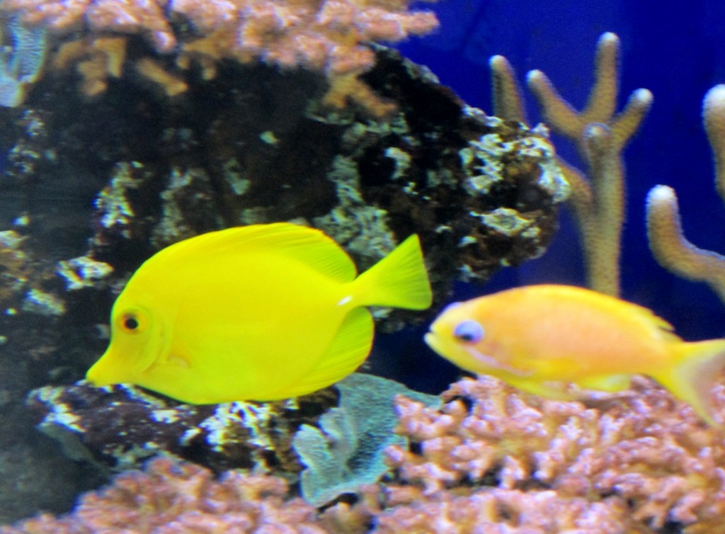Foto: Acuario de Cala Gonone - Dorgali (Sardinia), Italia