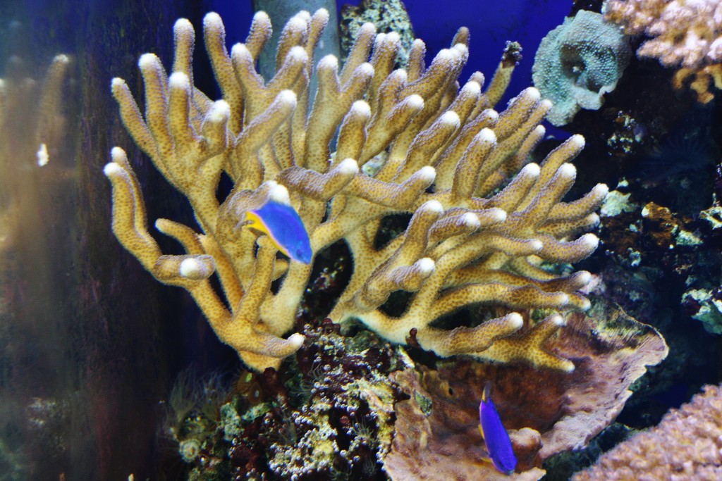 Foto: Acuario de Cala Gonone - Dorgali (Sardinia), Italia