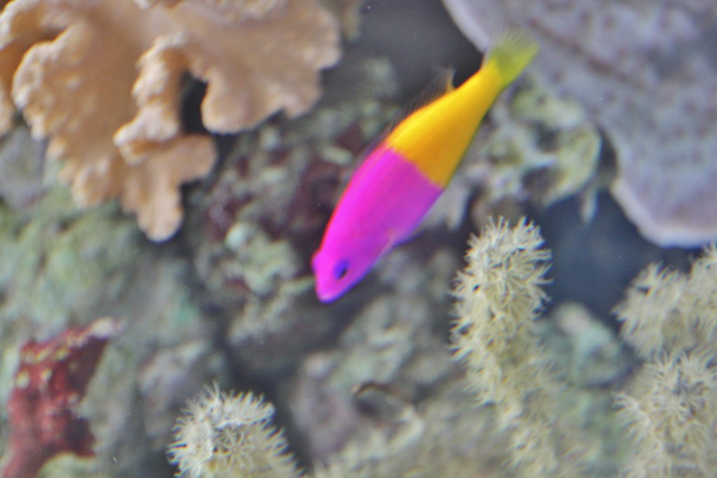 Foto: Acuario de Cala Gonone - Dorgali (Sardinia), Italia