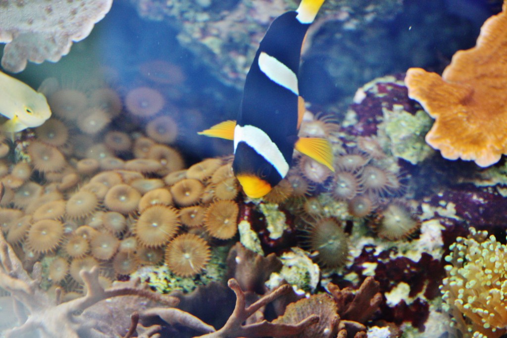 Foto: Acuario de Cala Gonone - Dorgali (Sardinia), Italia