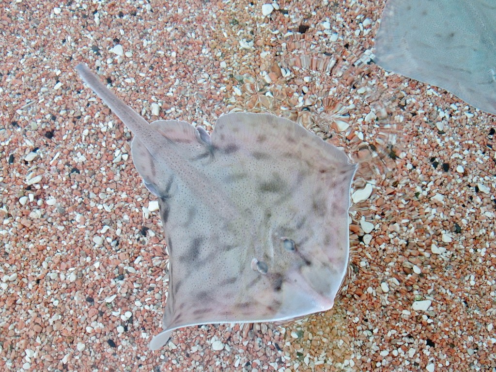 Foto: Acuario de Cala Gonone - Dorgali (Sardinia), Italia