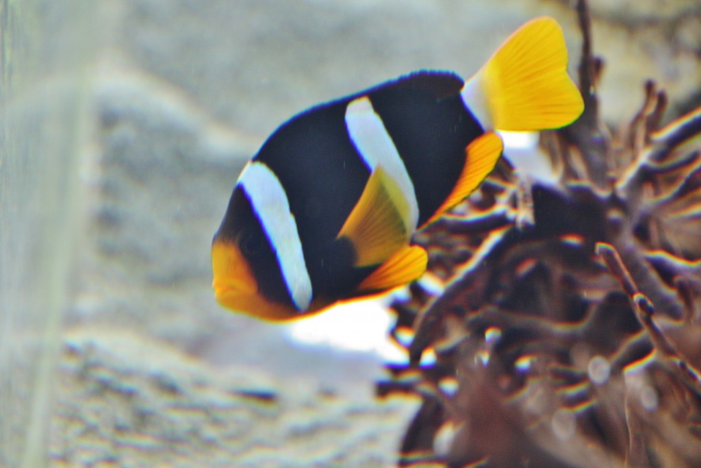 Foto: Acuario de Cala Gonone - Dorgali (Sardinia), Italia
