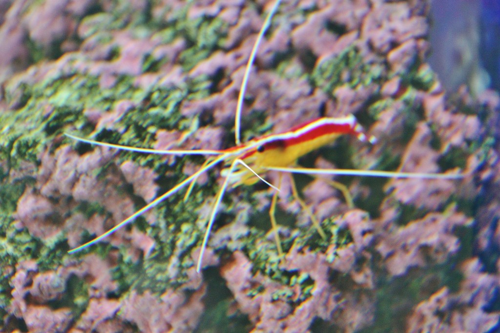 Foto: Acuario de Cala Gonone - Dorgali (Sardinia), Italia