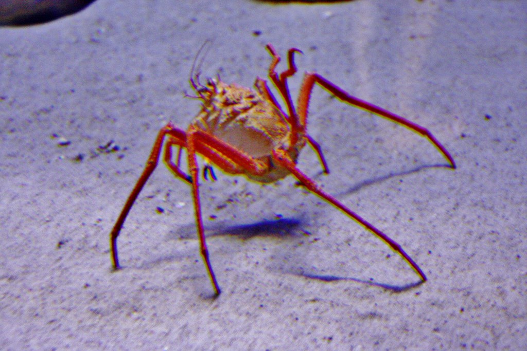 Foto: Acuario de Cala Gonone - Dorgali (Sardinia), Italia