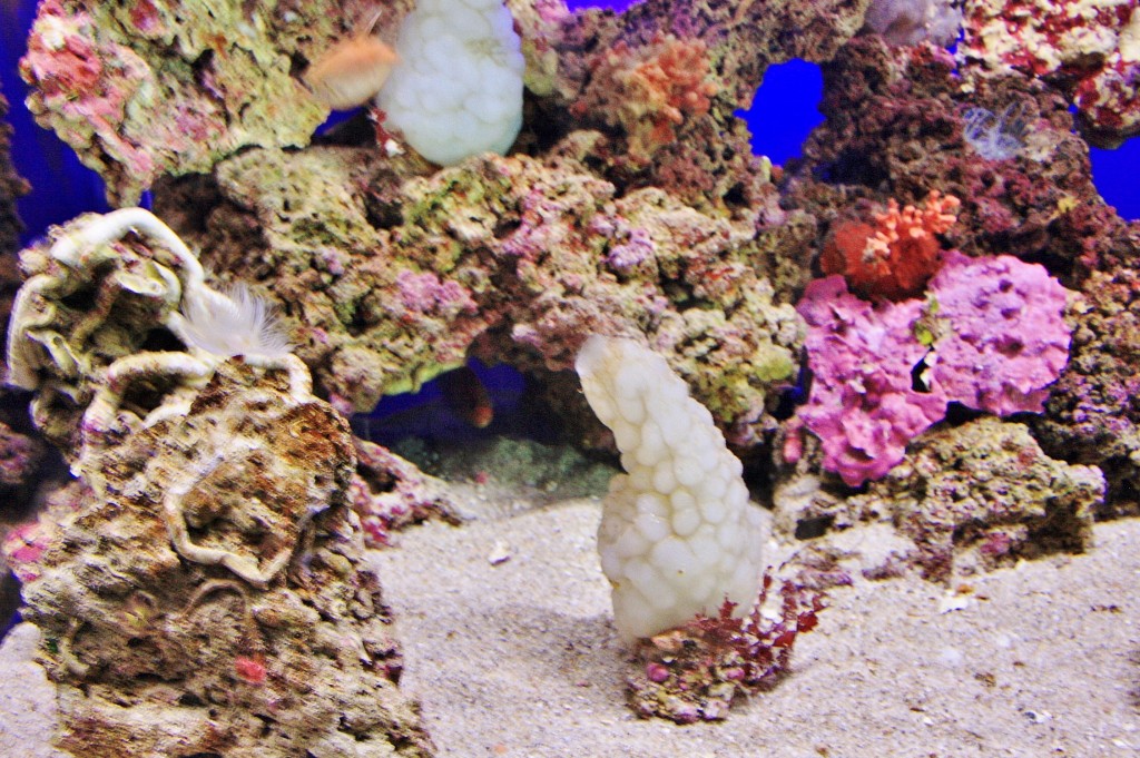Foto: Acuario de Cala Gonone - Dorgali (Sardinia), Italia