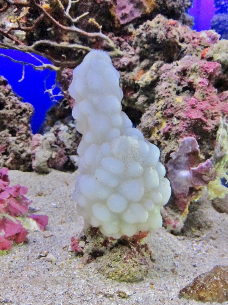 Foto: Acuario de Cala Gonone - Dorgali (Sardinia), Italia