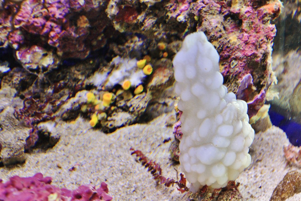 Foto: Acuario de Cala Gonone - Dorgali (Sardinia), Italia