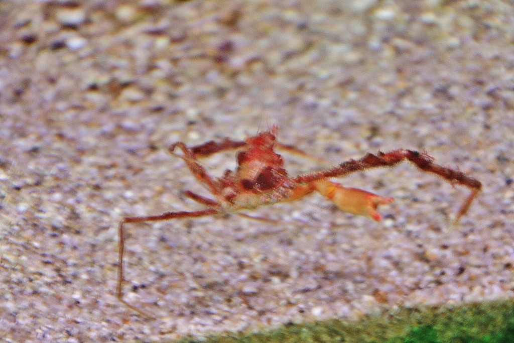 Foto: Acuario de Cala Gonone - Dorgali (Sardinia), Italia