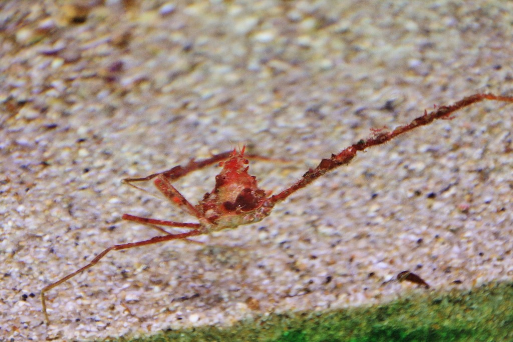 Foto: Acuario de Cala Gonone - Dorgali (Sardinia), Italia