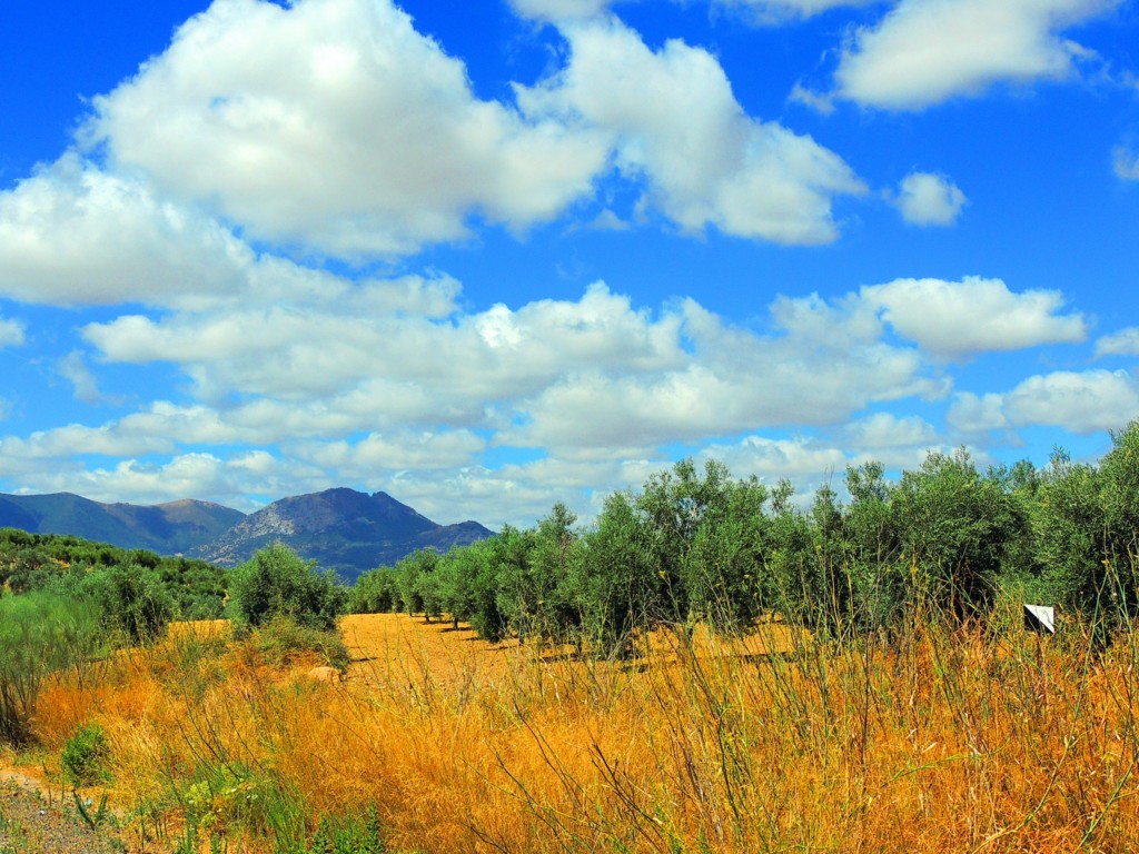 Foto de El Saucejo (Sevilla), España