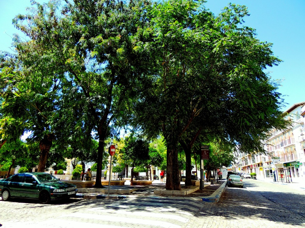 Foto de Osuna (Sevilla), España