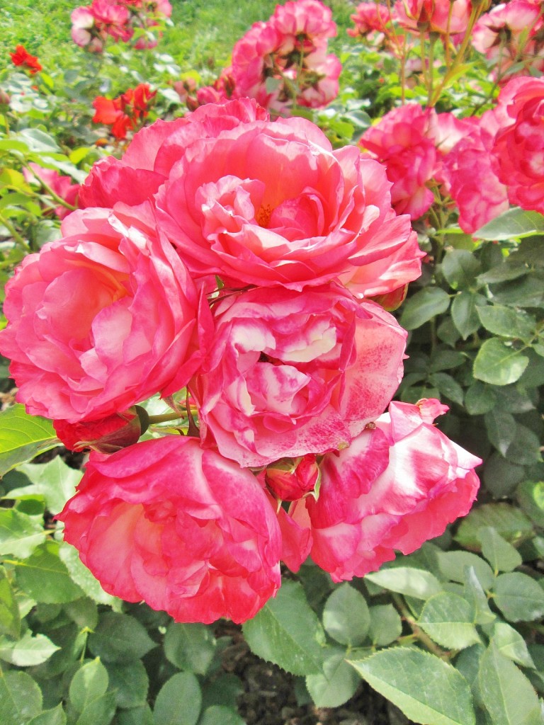 Foto: Concurso de rosas. Parque Cervantes - Barcelona (Cataluña), España