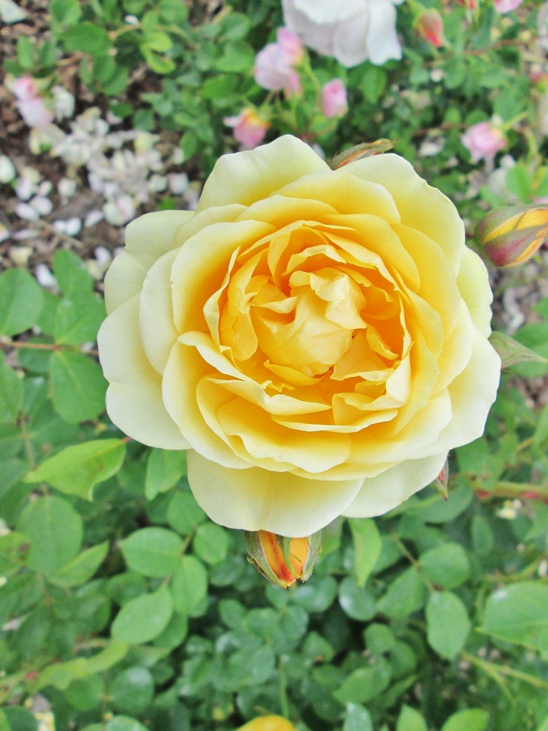 Foto: Concurso de rosas. Parque Cervantes - Barcelona (Cataluña), España
