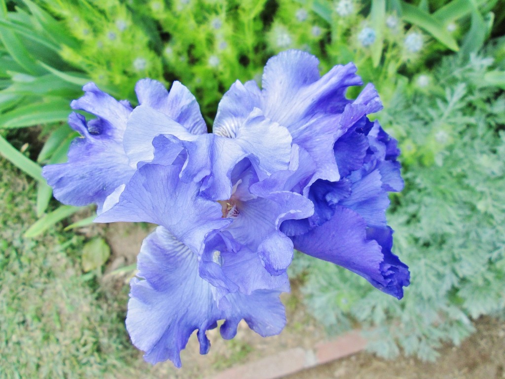 Foto: Concurso de rosas. Parque Cervantes - Barcelona (Cataluña), España