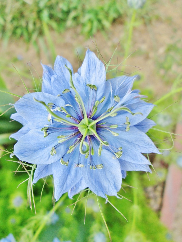 Foto: Concurso de rosas. Parque Cervantes - Barcelona (Cataluña), España