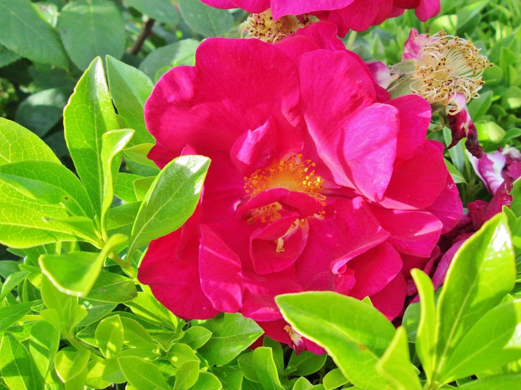 Foto: Concurso de rosas. Parque Cervantes - Barcelona (Cataluña), España