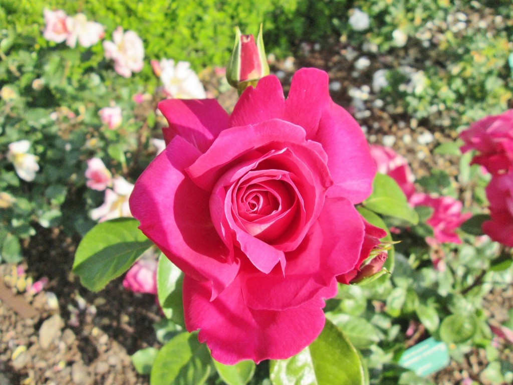 Foto: Concurso de rosas. Parque Cervantes - Barcelona (Cataluña), España