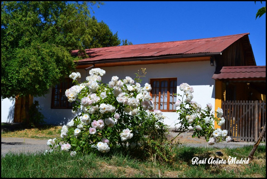 Foto de Doñihue (Libertador General Bernardo OʼHiggins), Chile
